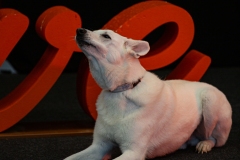 K9A4711