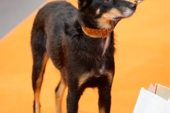 K9A4727